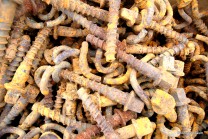 Rostige Schrauben (Bild: Reinald Döring)