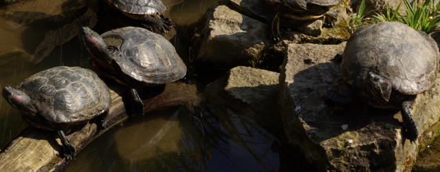 Frühlingserwachen im Esslinger Tierpark Nymphaea